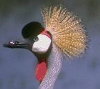 African Crowned Crane