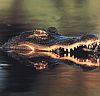 Alligator