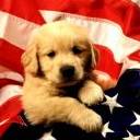 American Dog