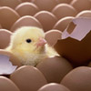 Baby Chick