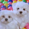 Ball pit doggies