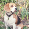 Beagle dog