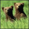 Bear cubs