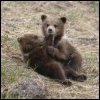 Bear cubs