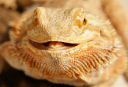 Bearded dragon