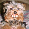 Billy Teeth Dog