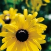 Black Eyed Susan