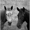 Black and white horses