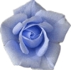 Blue Rose