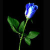 Blue Rose