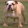 Bulldog