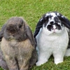 Bunnies