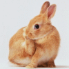 Bunny 2 gif