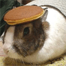 Bunny with a Pancake on its Head