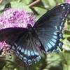 Butterfly 3