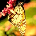 Butterfly Hanging Around