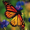 Butterfly gif