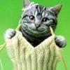Cat knitting