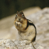 Chipmunk 25