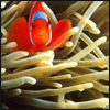 Clown fish