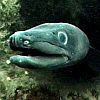 Conger Eel