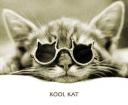 Cool cat