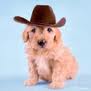 Cowboy Puppy