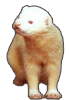 FERRET!