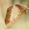 Fieldmice