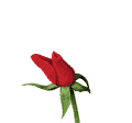 Flower-Rose-Open_4356