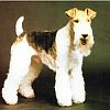 Fox Terrier