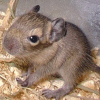 Gerbil gif