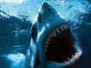 Great white shark