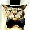 Groom cat