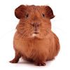 Guinea Pig