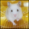 Hamster 3