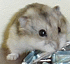 Hamster