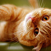 Happy ginger