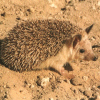 Hedgehog