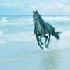 Horse in sea