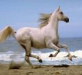 Horse running on the beach