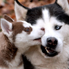 Husky nibble