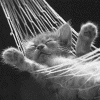 Kitty in a Hammock