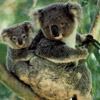 Koalas