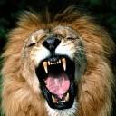 Lion Raaar