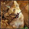 Lion cub