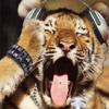 Misic Tiger