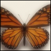 Monarch Butterfly