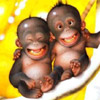 Monkey Babies