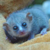 Mouse Lemur